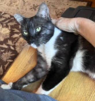 Shadow -  Domestic Short Hair Cat for Adoption in Cincinnati, Ohio - Shadow | PetCurious