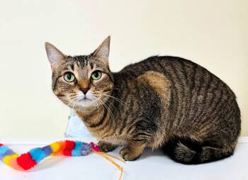 Carla -  Domestic Short Hair Cat for Adoption in Wayland, Massachusetts - Carla | PetCurious