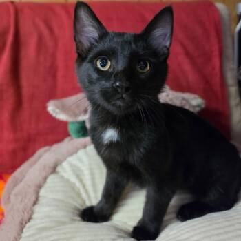 GLINT -  Domestic Short Hair Cat for Adoption in Graham, Washington - GLINT | PetCurious