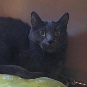 Kiwi -  Domestic Short Hair Cat for Adoption in Brimfield, Massachusetts - Kiwi | PetCurious