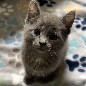 Ada -  Domestic Short Hair Cat Available for Adoption in Toledo, Ohio - Ada | PetCurious