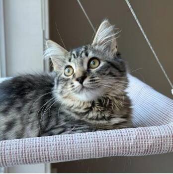Rose -  Domestic Medium Hair Cat for Adoption in Everett, Washington - Rose | PetCurious