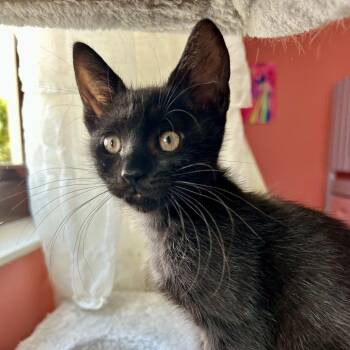 Keiko -  Domestic Short Hair Cat for Adoption in Fort Lauderdale, Florida - Keiko | PetCurious