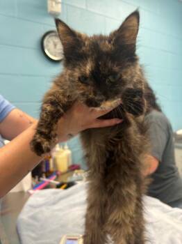 Rescue Domestic Short Hair Cats for Adoption in Frankfort, Kentucky - Dorene | PetCurious