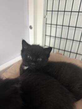 Frankie -  Domestic Short Hair Cat for Adoption in Salmon, Idaho - Frankie | PetCurious