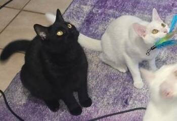 Stimpy -  Domestic Short Hair Cat for Adoption in Grand Rapids, Michigan - Stimpy | PetCurious