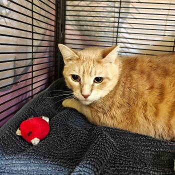 Domestic Short Hair Cats Available for Adoption - Sandy | PetCurious