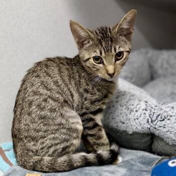 Twixi -  Domestic Short Hair Cat for Adoption in Atlanta, Georgia - Twixi | PetCurious