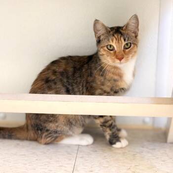 Kombucha -  Domestic Medium Hair Cat for Adoption in Enid, Oklahoma - Kombucha | PetCurious