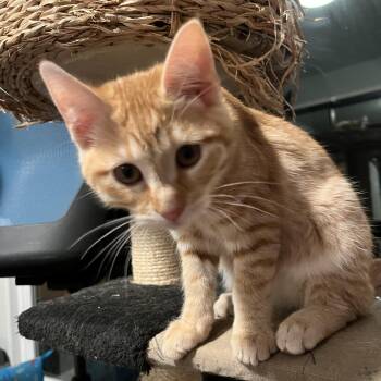 Rescue Tabby Cats for Adoption in Oakley, California - Squash | PetCurious