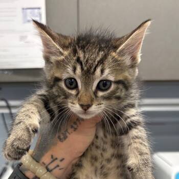 Domestic Short Hair Cats Available for Adoption in Milton, Florida - Ramona | PetCurious