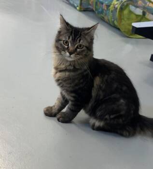 Cayenne -  Domestic Medium Hair Cat for Adoption in Boyne City, Michigan - Cayenne | PetCurious