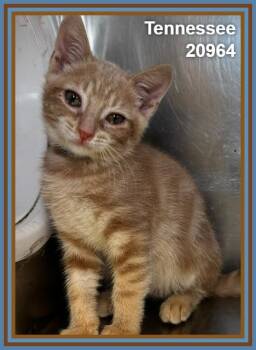 TENNESSEE (see also AMERICA and siblings) -  Domestic Short Hair and Tabby Cat for Adoption in Marietta, Georgia - TENNESSEE (see Also AMERICA And Siblings) | PetCurious