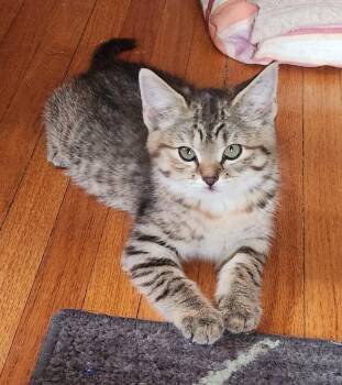 Domestic Short Hair Cats Available for Adoption in Minneapolis, Minnesota - Roxie | PetCurious