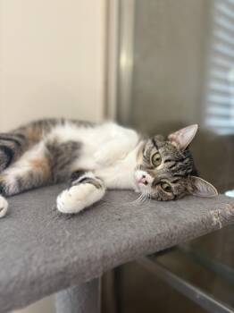 Rescue Domestic Short Hair Cats for Adoption in Wilmington, North Carolina - Charlotte | PetCurious