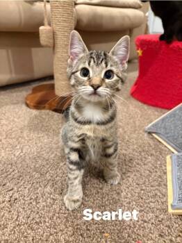 Rescue Domestic Short Hair Cats for Adoption in Washington Township, New Jersey - Scarlet | PetCurious