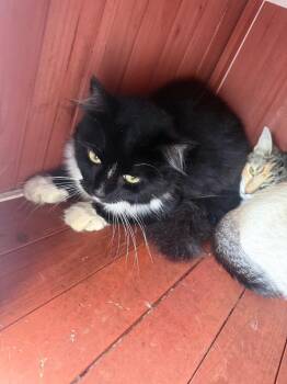 bandit -  Domestic Long Hair Cat for Adoption in Waverly, Tennessee - Bandit | PetCurious