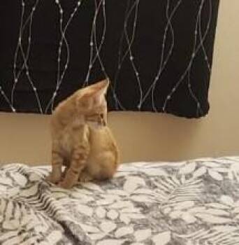 Glendale - AZ Litter -  Tabby Cat for Adoption in Anthem, Arizona - Glendale - AZ Litter | PetCurious