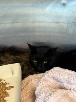 Domestic Long Hair Cats Available for Adoption - 60548303 | PetCurious