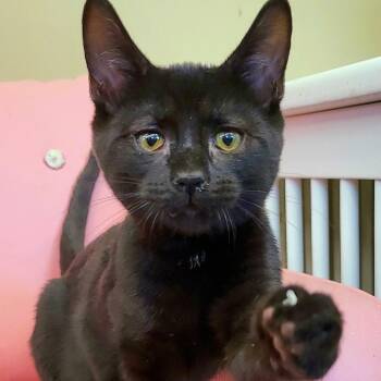 Batman -  Domestic Short Hair Cat for Adoption in Springfield, Ohio - Batman | PetCurious