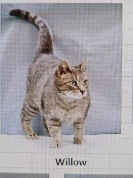 Domestic Short Hair Cats Available for Adoption in Cincinnati, Ohio - Willow | PetCurious