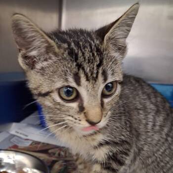 Rue -  Domestic Short Hair Cat for Adoption in Auburn, Alabama - Rue | PetCurious