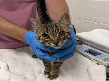 Domestic Short Hair Cats Available for Adoption in Derwood, Maryland - GORGONZOLA | PetCurious