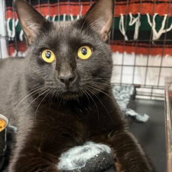 Domestic Medium Hair Cats Available for Adoption - Cooper | PetCurious