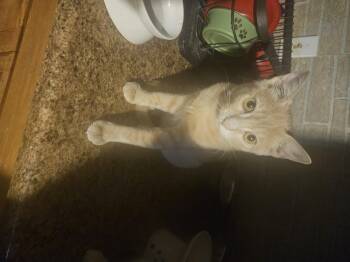 Rescue Domestic Short Hair Cats for Adoption in Youngtown, Arizona - Alby | PetCurious