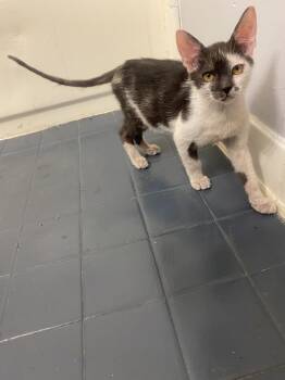 Blinky -  Tuxedo Cat for Adoption in Mobile, Alabama - Blinky | PetCurious