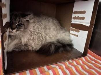 Himalayan and Domestic Short Hair Cats Available for Adoption - Lily | PetCurious
