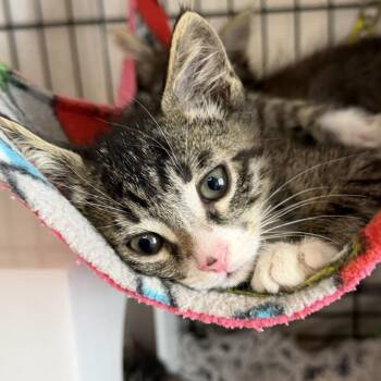 DJ Catnip -  Domestic Short Hair Cat for Adoption in Los Angeles, California - DJ Catnip | PetCurious