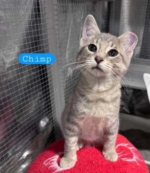 Chimp -  Tabby Cat for Adoption in Wyandotte, Michigan - Chimp | PetCurious