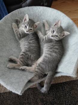 Finley & Bailey-Pet Valu Mavis -  Domestic Short Hair Cat for Adoption in Mississauga, Ontario - Finley & Bailey-Pet Valu Mavis | PetCurious