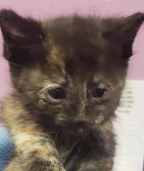 Domestic Short Hair Cats Available for Adoption in El Paso, Texas - Sally | PetCurious