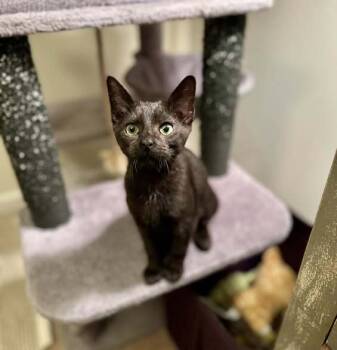 Rescue Domestic Short Hair Cats for Adoption in Wilmington, North Carolina - Clinique | PetCurious