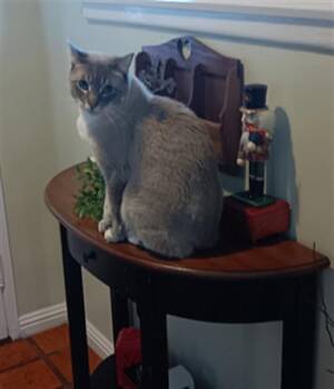 Siamese Cats Available for Adoption - OBI | PetCurious