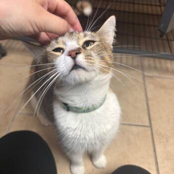 Sugar Pie -  Domestic Short Hair Cat for Adoption in Lakeland, Florida - Sugar Pie | PetCurious