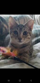 Gavin -  Domestic Short Hair Cat for Adoption in Clayton, North Carolina - Gavin | PetCurious