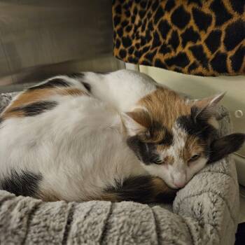 Rescue Domestic Short Hair Cats for Adoption in Port Townsend, Washington - Chloe | PetCurious