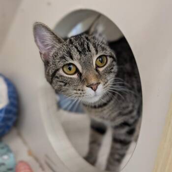 Domestic Short Hair Cats Available for Adoption - Iskierka | PetCurious