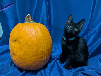 Rescue Domestic Short Hair Cats for Adoption in Milton, Georgia - Louis De Pointe Du Lac | PetCurious