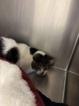 Chowder -  Domestic Short Hair Cat for Adoption in Longmont, Colorado - Chowder | PetCurious