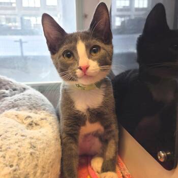 Spatula -  Domestic Short Hair Cat for Adoption in New York, New York - Spatula | PetCurious