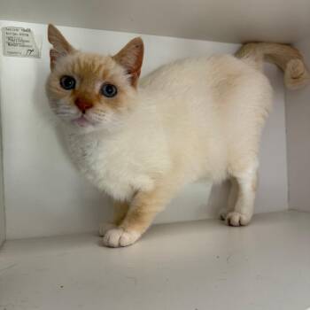 Domestic Short Hair and Siamese Cats Available for Adoption - Mr. Whiskers | PetCurious