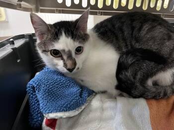 Domestic Short Hair Cats Available for Adoption in Kent, Washington - OREO | PetCurious