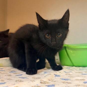 Freddie -  Domestic Short Hair Cat for Adoption in Great Falls, Montana - Freddie | PetCurious