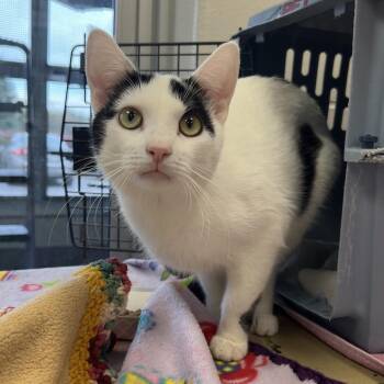 Wegmans -  Domestic Short Hair Cat for Adoption in Fairport, New York - Wegmans | PetCurious
