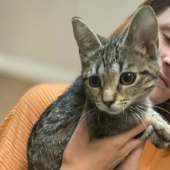 Purse -  Domestic Short Hair Cat for Adoption in Elyria, Ohio - Purse | PetCurious