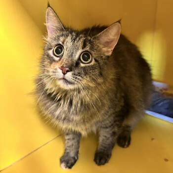Fuzz -  Domestic Medium Hair Cat for Adoption in Abilene, Texas - Fuzz | PetCurious